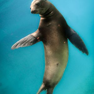 Oct. 2017 - Pinnipeds - California Sea Lion