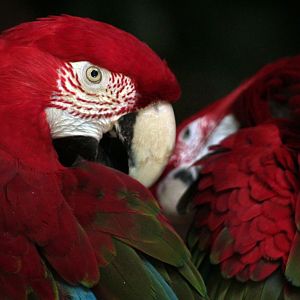 Oct. 2017 - Reptiles and Birds - Green-winged Macaws