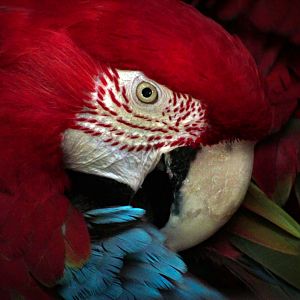 Oct. 2017 - Reptiles and Birds - Green-winged Macaw
