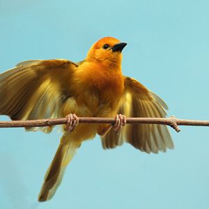Oct. 2017 - Habitat Africa! The Savannah - Taveta Golden Weaver