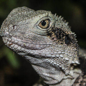 Oct. 2017 - Australia - Water Dragon