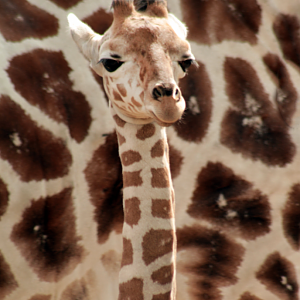 Oct. 2017 - Asia/Africa/South America - Kazi