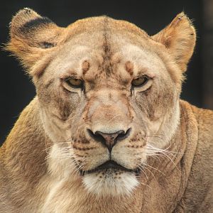 Oct. 2017 - Big Cat Country - Lioness