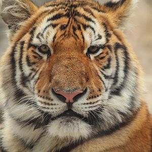 Oct. 2017 - Big Cat Country - Amur Tiger