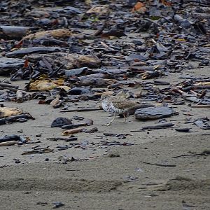 Spotted sandpiper