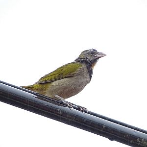 Buff-throated saltator