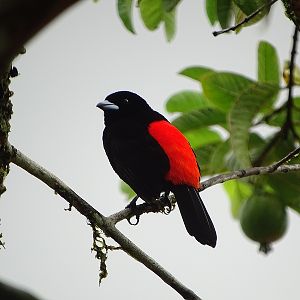 Cherry tanager, male
