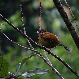 Cherry Tanager, female