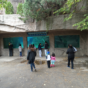 Oct. 2017 - North America - Polar Bear Underwater Viewing