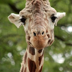 Oct. 2017 - Asia/Africa/South America - Giraffe Portrait