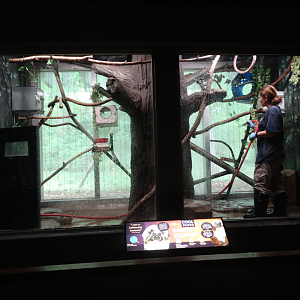 Oct. 2017 - Small Mammals - Cotton Top Tamarin Exhibit