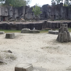 Oct. 2017 - Asia/Africa/South America - African Waterhole + Lion/Hyena Exhibits