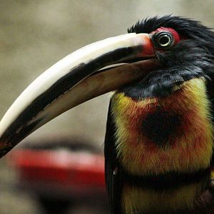 Oct. 2017 - Mahler Family Aviary - Pale-mandibled Aracari