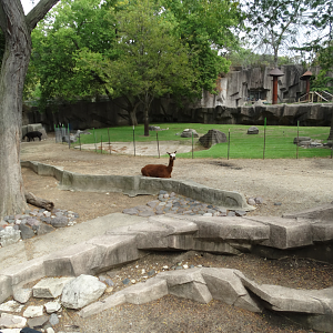 Oct. 2017 - Asia/Africa/South America - South America Paddock (Cut Off) + Jaguar Exhibit