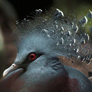 Oct. 2017 - Mahler Family Aviary - Victoria Crowned Pigeon