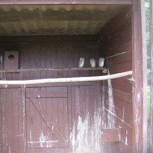 Vogelpark Niendorf - Southern white-faced owl aviary