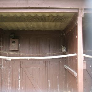 Vogelpark Niendorf - Western screech-owl aviary