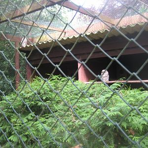 Vogelpark Niendorf - Ural owl aviary