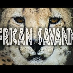 Video - African Savanna Walkthrough