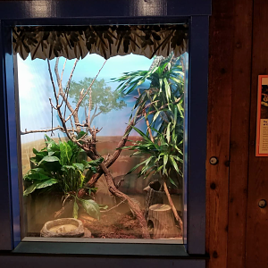 Oct. 2017 - Australia - Carpet Python Exhibit