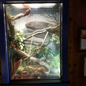 Oct. 2017 - Australia - Woma Exhibit