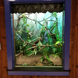 Oct. 2017 - Australia - Green Tree Python Exhibit