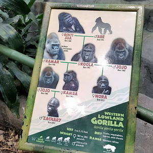 Oct. 2017 - Tropic World - Gorilla Family Tree