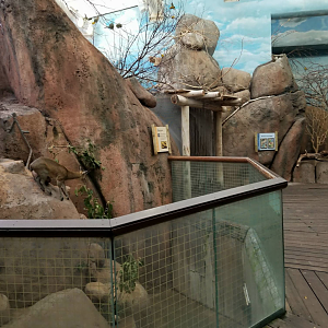 Oct. 2017 - Habitat Africa! The Savanna - Kopjie