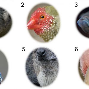 October Photo Quiz: HEADS