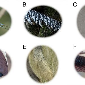 October Photo Quiz: TAILS