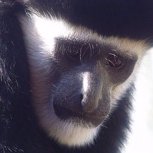 Black and White Colobus