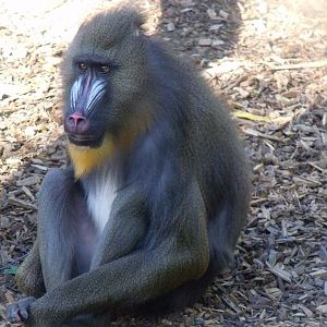 Mandrill