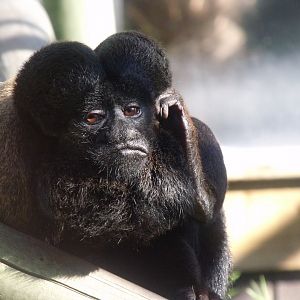 Guianan bearded saki monkey