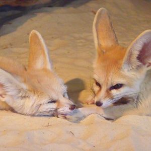 Fennec foxes