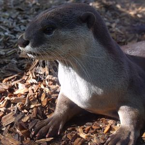 Smooth coated otter