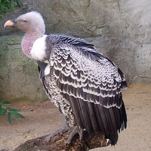 Rüppell's vulture