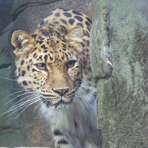 Amur leopard