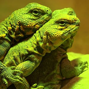 Sahara spiny- tailed lizards