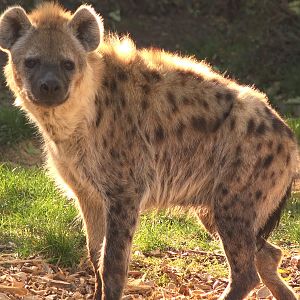 Spotted hyena