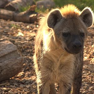 Spotted hyena