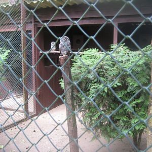 Vogelpark Niendorf - Chaco owl aviary