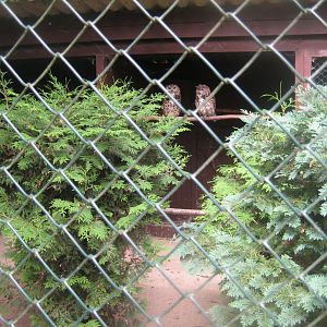 Vogelpark Niendorf - Mixed owl aviary