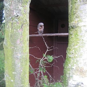 Vogelpark Niendorf - Sao Tome barn owl aviary