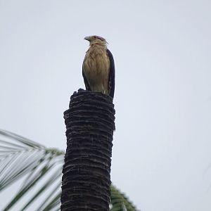 Yellow-headed caracara in the rain