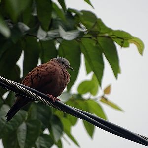 Ruddy ground-dove