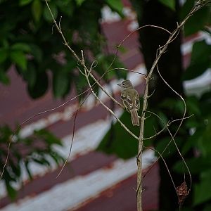 Southern Beardless Tyrannulet