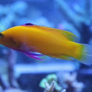 De Jong's gramma - Gramma dejongi