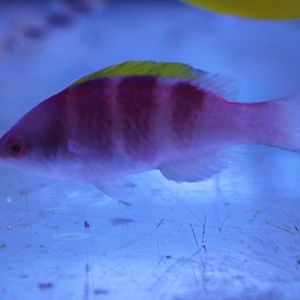 Yellow-fin wrasse - Cirrhilabrus flavidorsalis