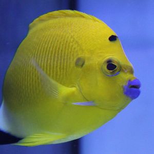 Three-spotted angelfish - Apolemichthys trimaculatus