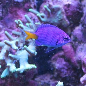 Yellow-tailed damselfish - Chrysiptera parasema